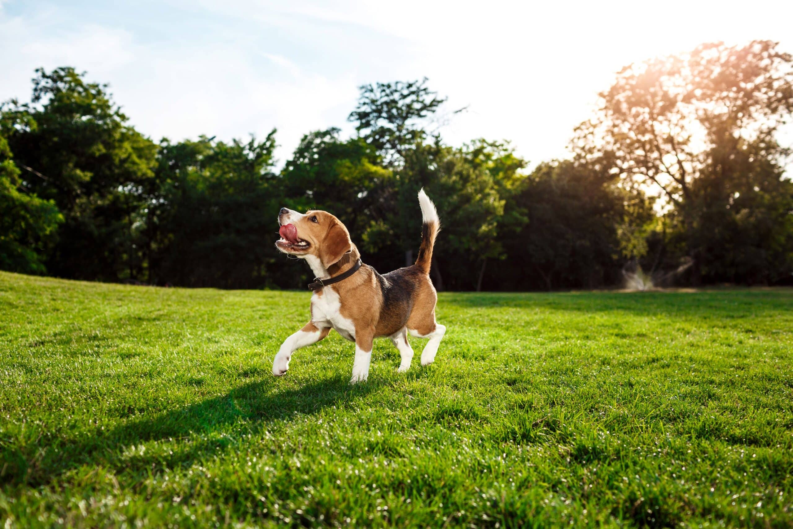 Pet Park